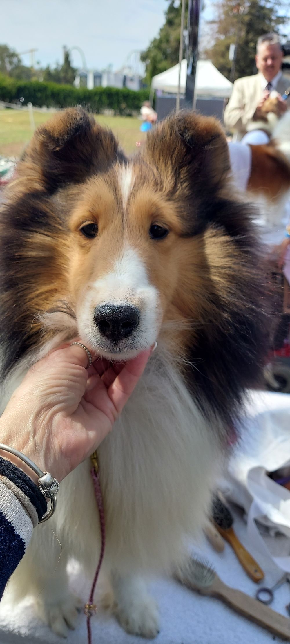 Homewood shelties store