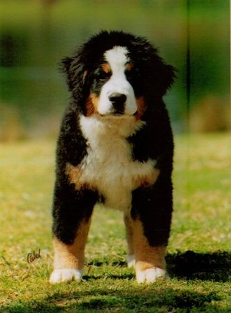 Ch Branbern Rolled Gold as a puppy
