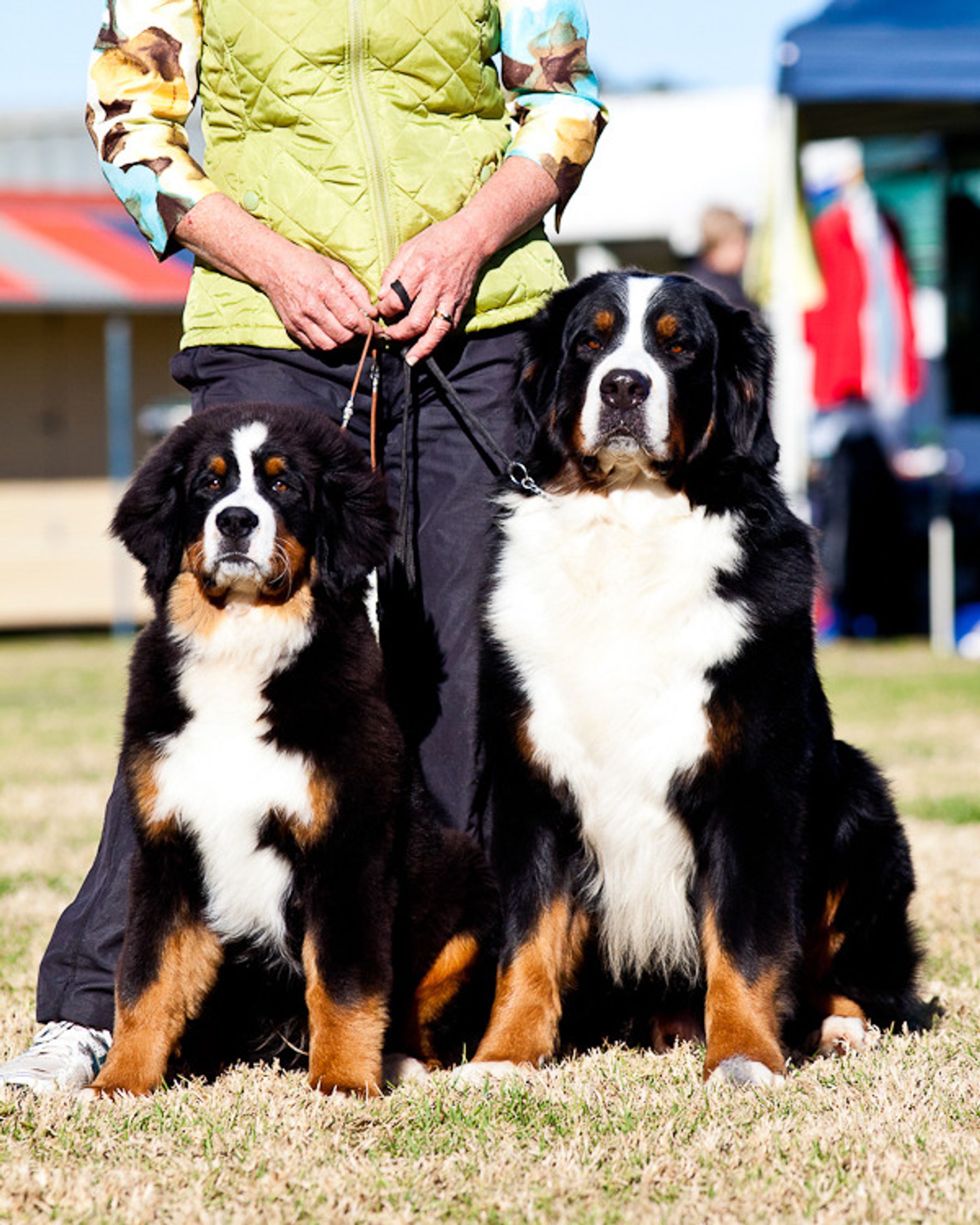 Chilibern bernese mountain store dog