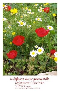 Israel Wildflowers