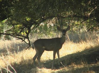 Blacktailed Deer- Lake Piru
