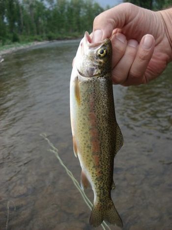 Rainbow Trout, Gallatin River, MT
