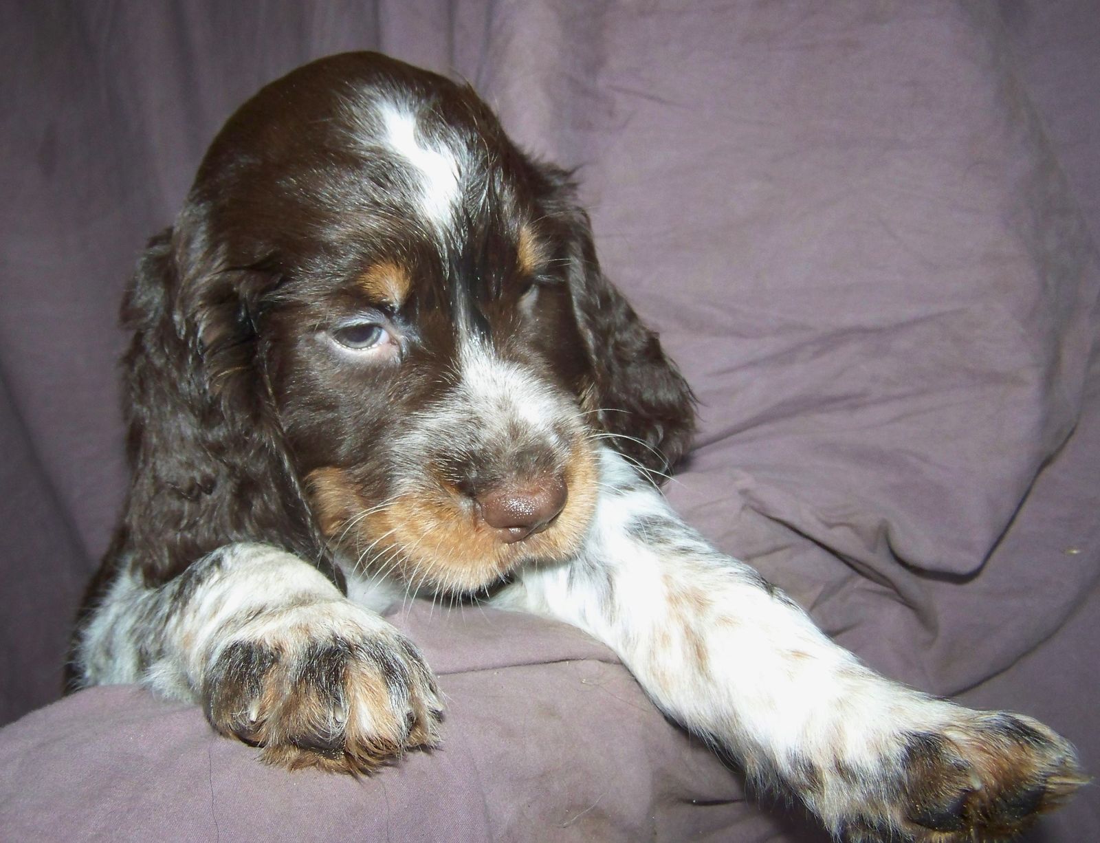 Liver tri hot sale roan springer spaniel