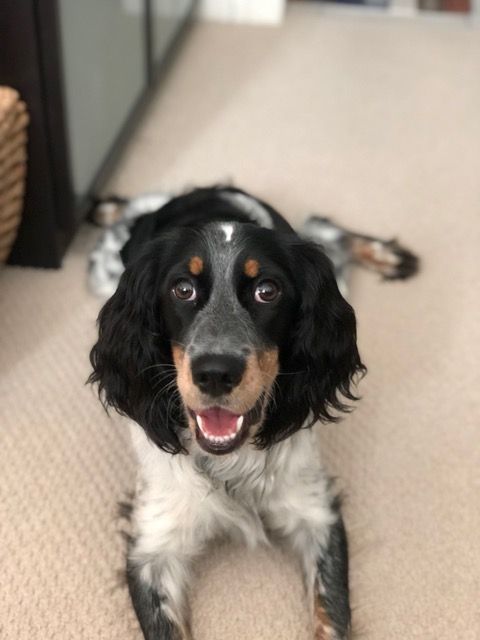 Black roan springer store spaniel