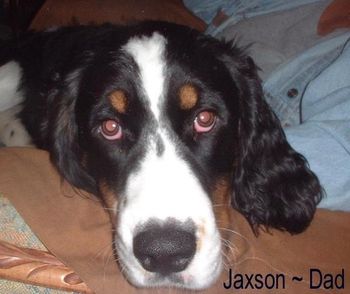 ~ Jake's Sire, Jaxson ~

