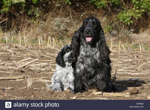 Blue roan sales english springer spaniel