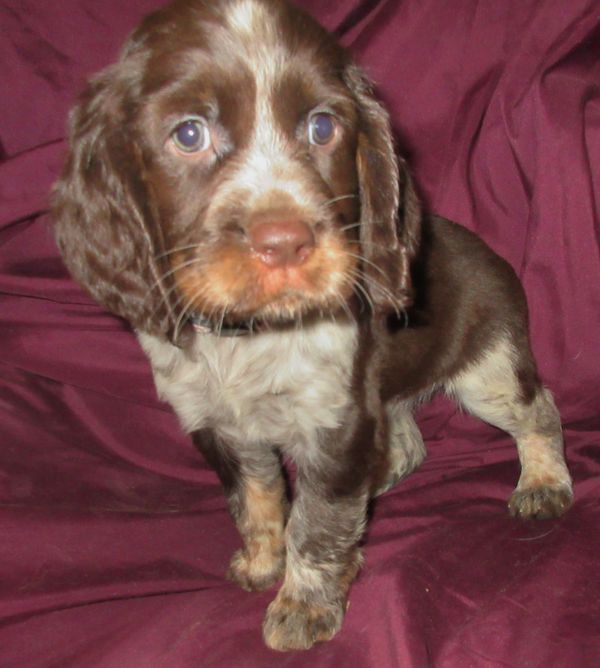 Liver tri clearance springer spaniel