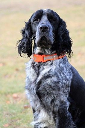 Tri roan english sales springer spaniel