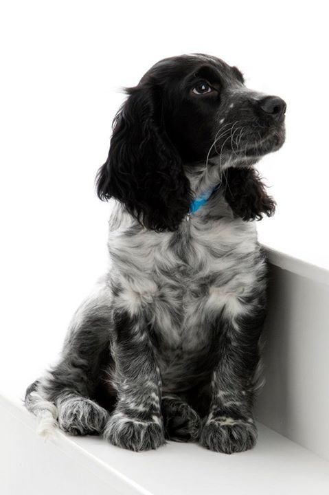 Blue roan english cheap springer spaniel