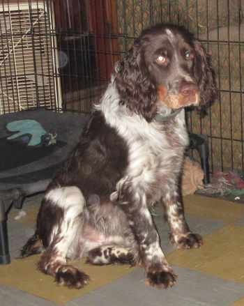 Sully is my Heart dog.  He is a lap dog.  Lovely temperment. calm and eager to please.  Liver white & Tan Roan.
