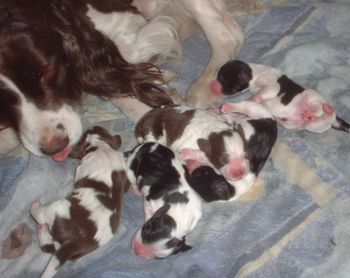All of the litter. Jasper is the only boy and you can see how big he was compared to his 4 sisters.
