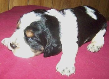 On her little paws you see the graying, getting ready for the colour.
