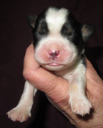 This little one has a heart on his head like his great great grandfather, Jaxson.
