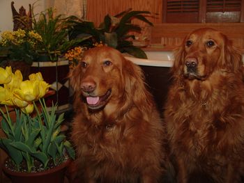 Bongo and Gandhi Jam Dogs
