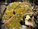 Eastern Red Cedar Miniature Flute Pendant