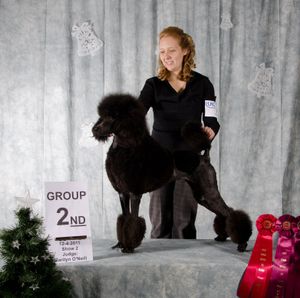 Anutta standard hot sale poodles