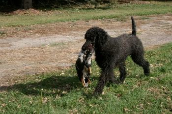 Retrieving on a goose hunt 2011
