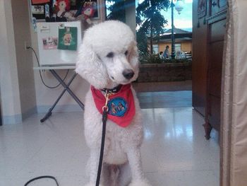 Bentley is Therapy Dogs International Certified- Here is at a visit.
