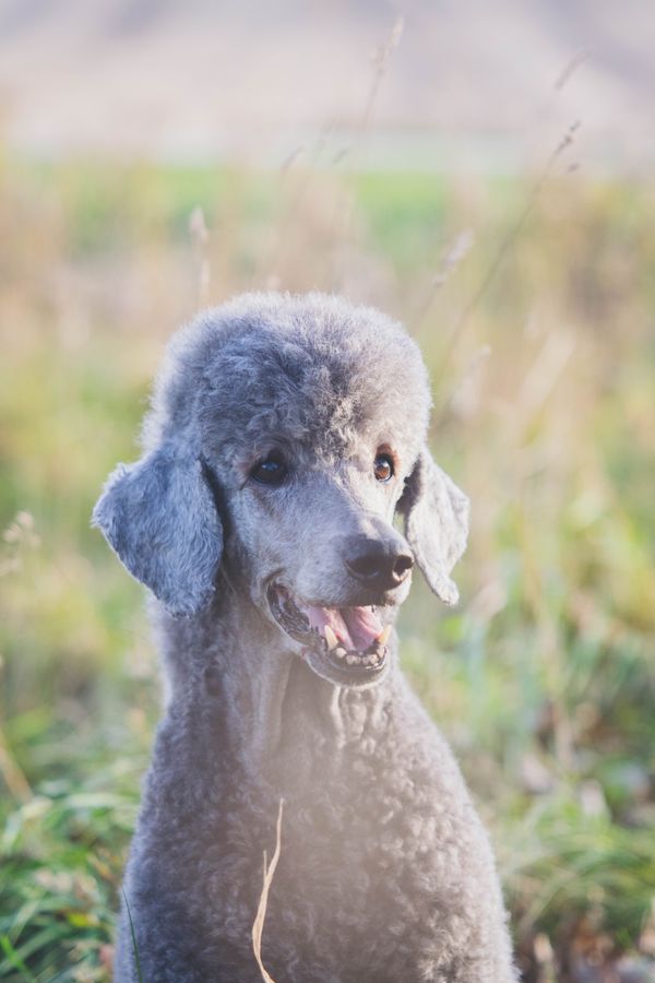 Grey standard hot sale poodle