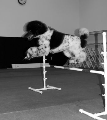 Roxie loves Agility!
