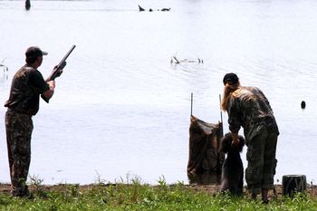 Hunting Retriever Club competition
