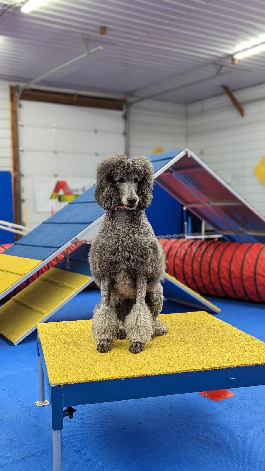 Spirit Standard Poodles - Georgette