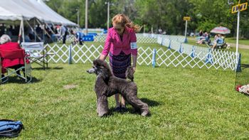 Best of Winners at the St. Peter AKC shows
