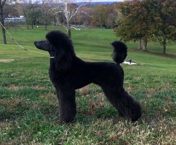 Viva at about 8 months old at Gateway Nationals Show

