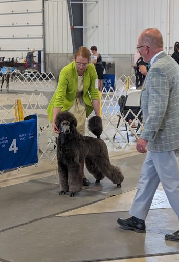 Winners Bitch at the Central Iowa AKC shows
