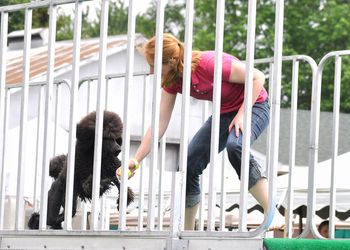 Ready to jump at Ultimate Air Dogs 2011
