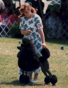 Degana poodles sale