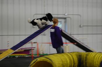 Did I mention Rox is an agility star?
