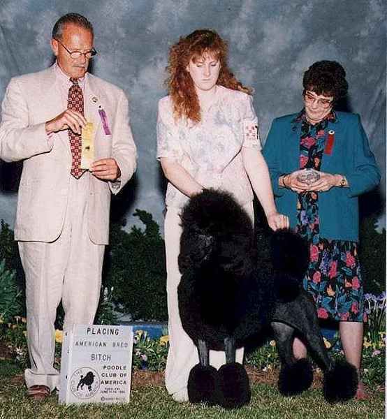 Degana poodles sale