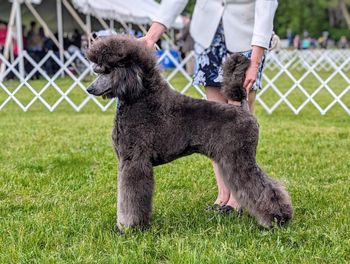 Winners Bitch at the St. Peter AKC shows
