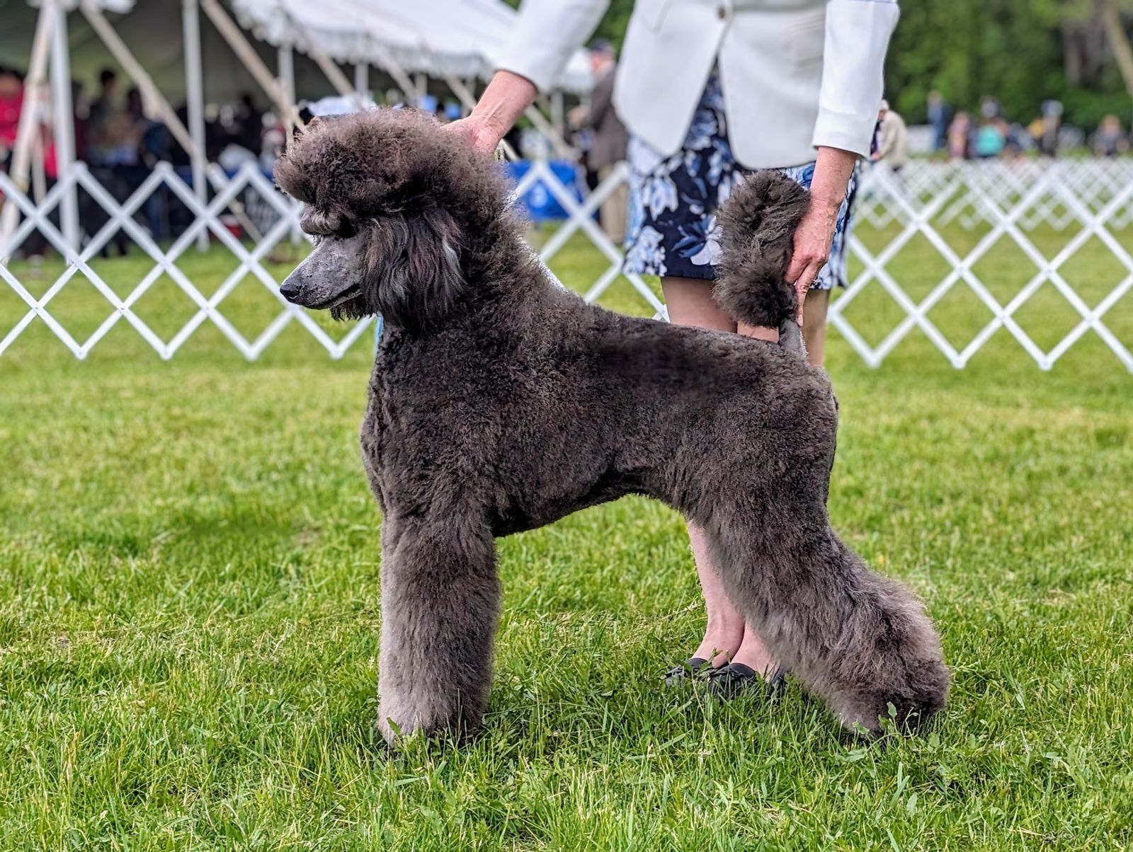 Spirit Standard Poodles - Saffron