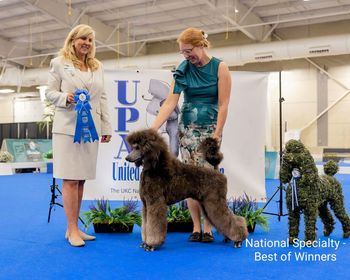 Best Of winners at the UKC Poodle National Speciality
