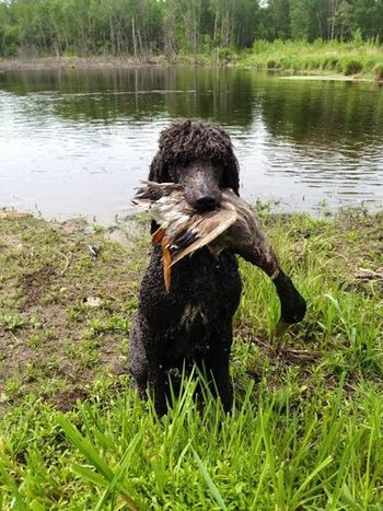 Just a poodle with her duck
