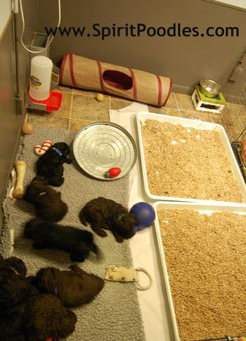 Puppy room at 4 weeks of age, providing some play space, food area, sleep area, and most important a large elimination are-this teaches them to prefer the litter, and we can make the space larger each week!
