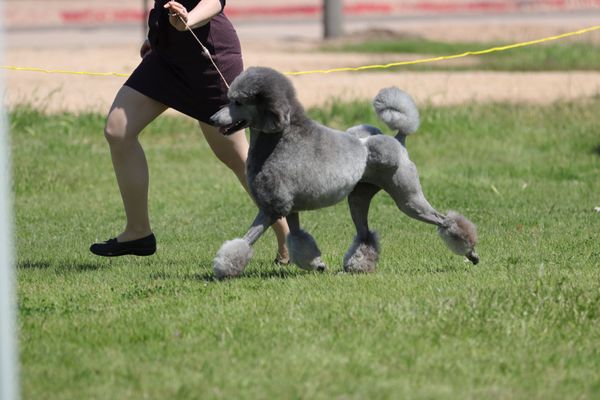 Toy Poodles | X-Designer Breeds