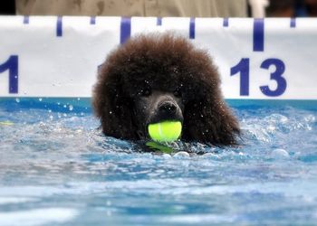 Retrieving in the Dock Jumping Pool 2011
