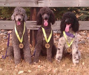 Earning her AKC Lure coursing title at 8 years old- 600 yard sprint in under 1 minute
