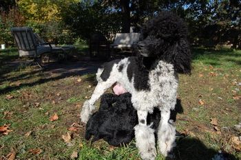 Proud mama with 4 week old puppies
