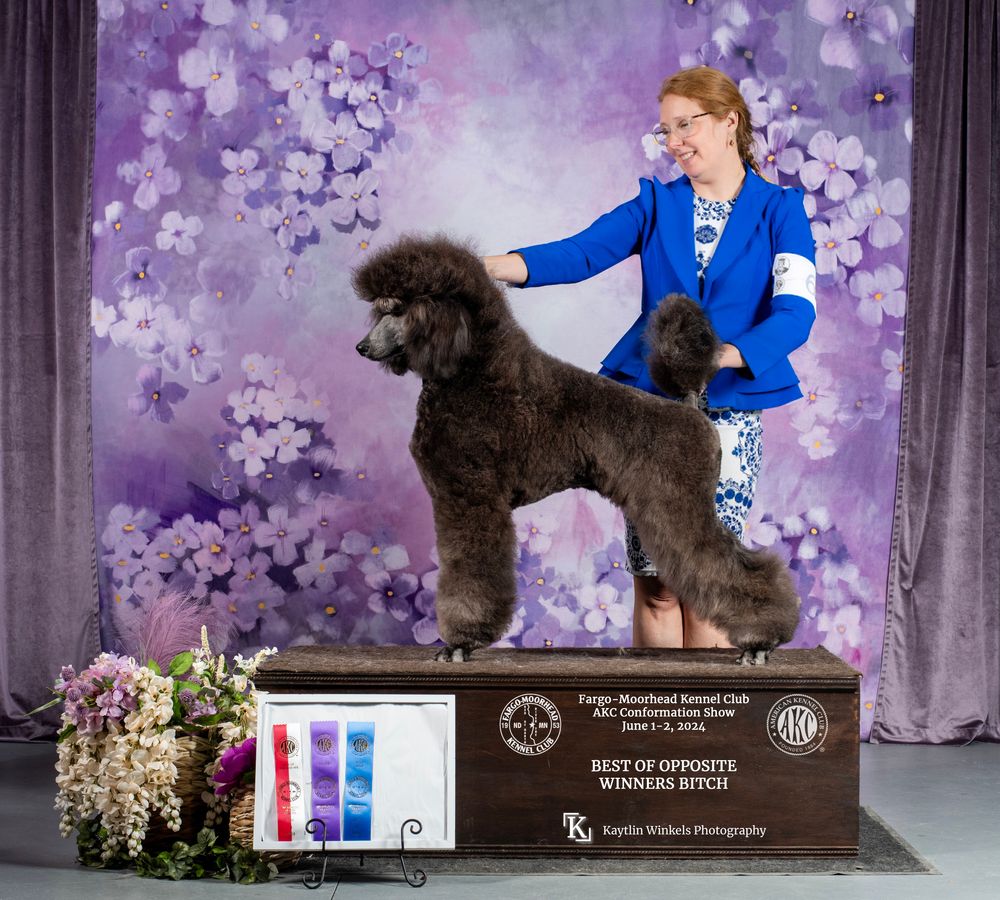 Spirit Standard Poodles - Saffron