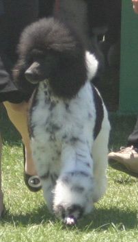 At UKC Premier 2008- taken by Kelsey of Tintlet Poodles Roxie received an Award of Merit at this show.
