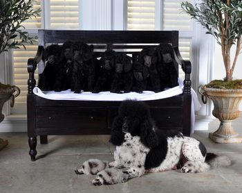 The first litter for Vintage Parti Poodles
