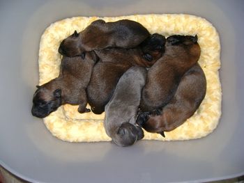 Half the litter in their warming basket at 5 days old.
