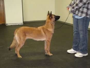 'Jade' (Quill x Tuzo) 7months
