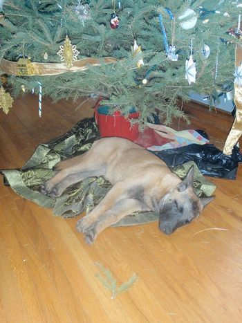 "Bolt" Christmas morning having a nap under the now empty tree.
