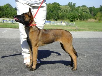 Pics taken 4 days shy of 5 months old. Excellent conformation, temperament and work ethic. This is the total package of a Malinois.
