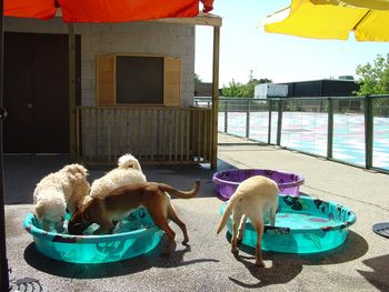 5 mons. Pool time with her buds at daycare.
